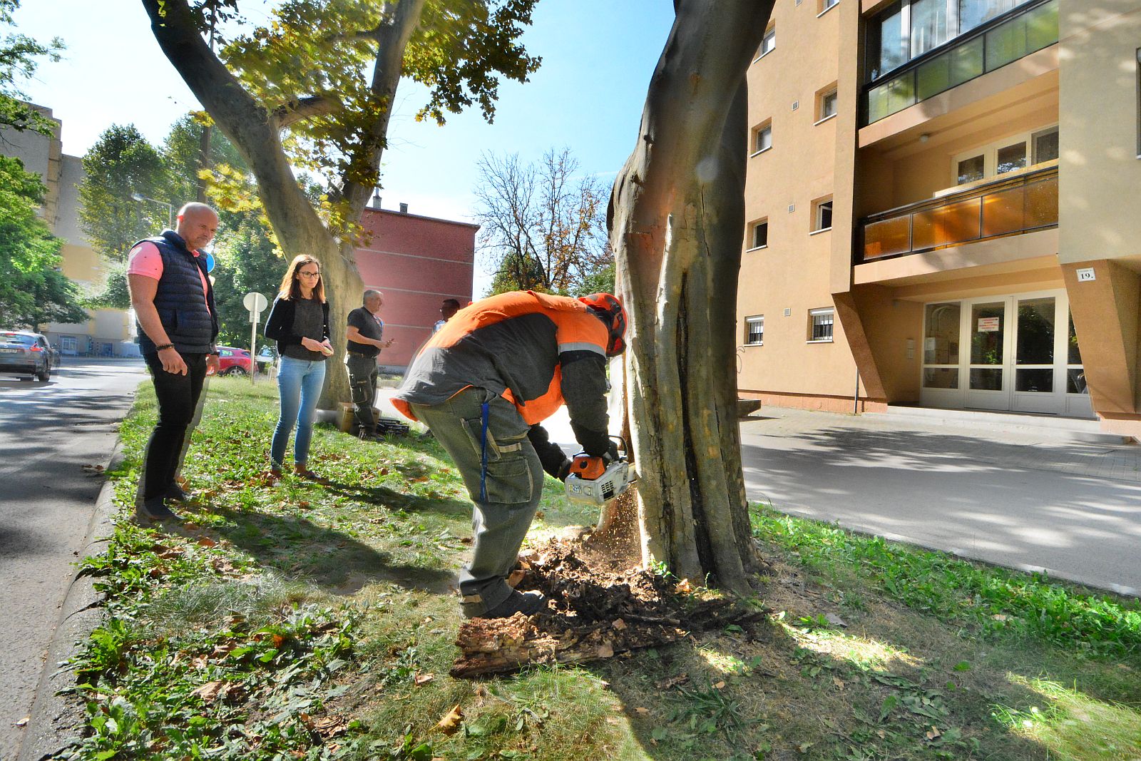 Kivágás helyett megmentették az idős platánt a Lövölde utcában